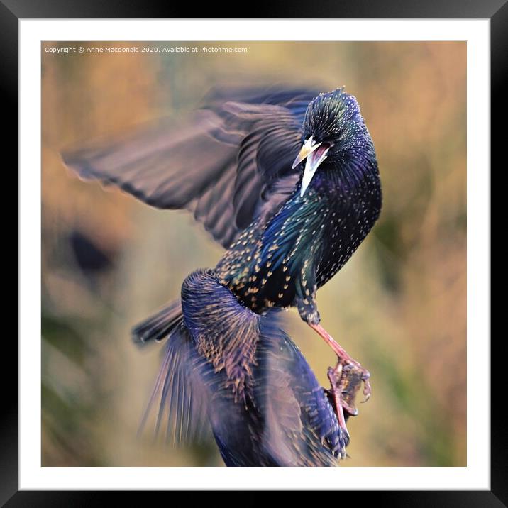 Two Squabbling Starlings Framed Mounted Print by Anne Macdonald