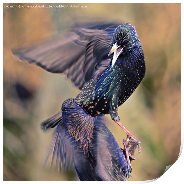 Two Squabbling Starlings Print by Anne Macdonald