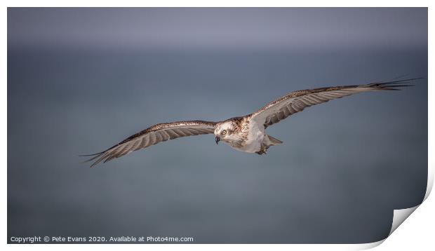 Osprey Closeup Print by Pete Evans