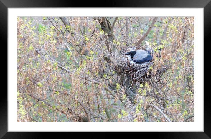 A young crow in early spring made a nest on a tree and incubate chicks Framed Mounted Print by Sergii Petruk