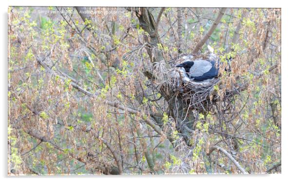 A young crow in early spring made a nest on a tree and incubate chicks Acrylic by Sergii Petruk