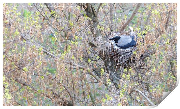 A young crow in early spring made a nest on a tree and incubate chicks Print by Sergii Petruk