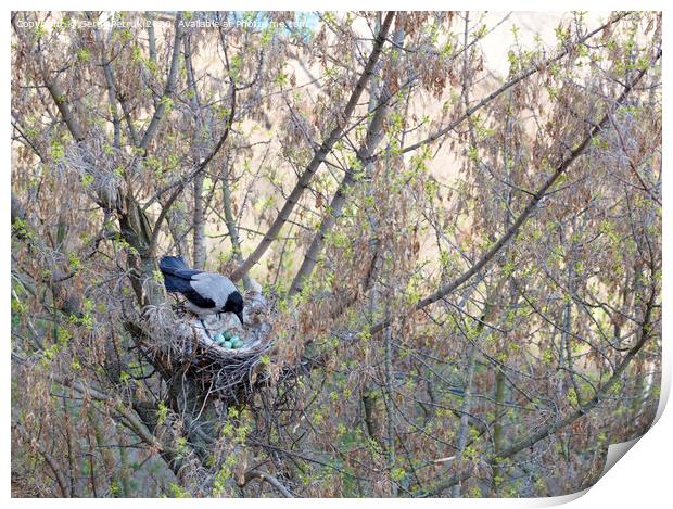 A young crow looks at his put eggs in the nest Print by Sergii Petruk