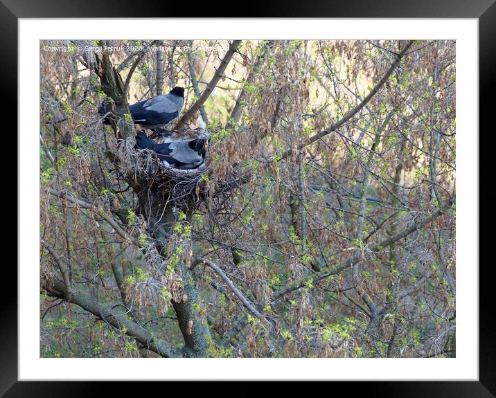 The young crow's family in the early spring dug a nest on a tree Framed Mounted Print by Sergii Petruk