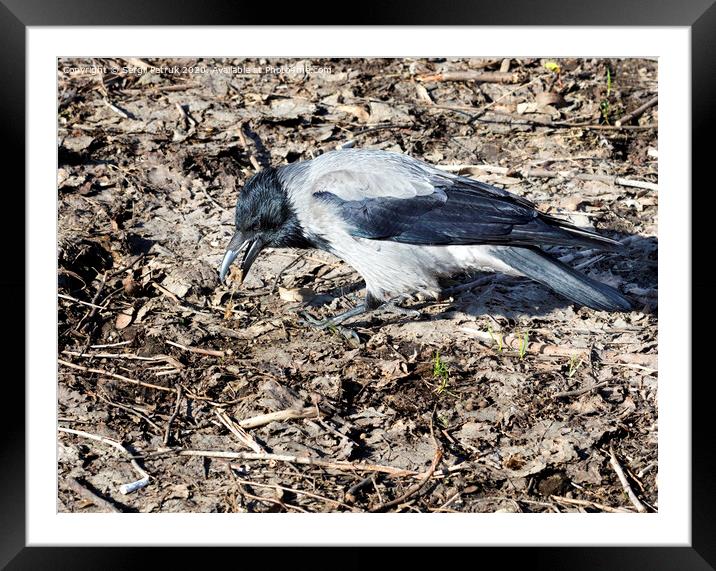 Young crow looking for insects on the ground in early spring Framed Mounted Print by Sergii Petruk