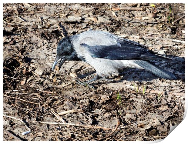 Young crow looking for insects on the ground in early spring Print by Sergii Petruk