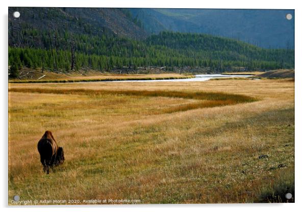 Yellowstone Bison Acrylic by Aidan Moran