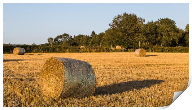 Hay bales in a small field Print by Jason Wells