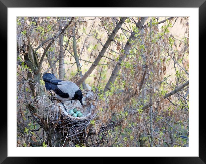 A young crow looks at his put eggs in the nest Framed Mounted Print by Sergii Petruk