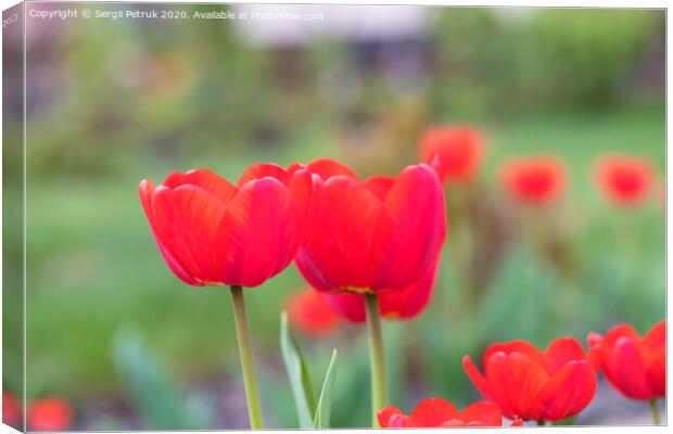 Beautiful red tulips against a background of a green flower bed Canvas Print by Sergii Petruk