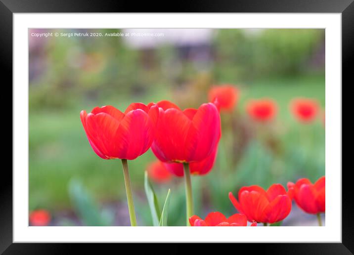 Beautiful red tulips against a background of a green flower bed Framed Mounted Print by Sergii Petruk
