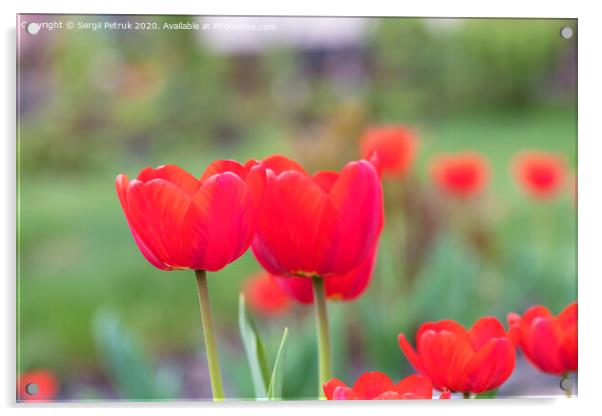 Beautiful red tulips against a background of a green flower bed Acrylic by Sergii Petruk