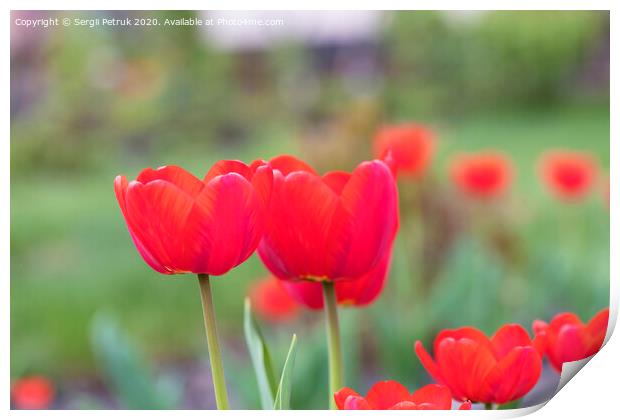 Beautiful red tulips against a background of a green flower bed Print by Sergii Petruk