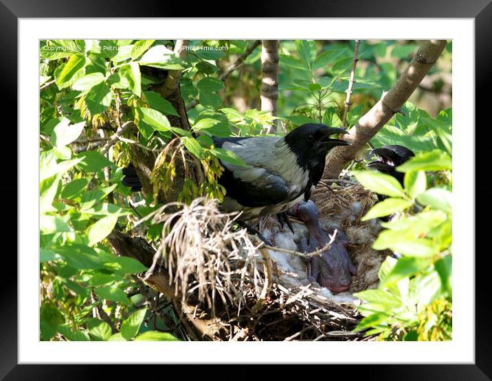 A young family of crows guards their chick in the nest Framed Mounted Print by Sergii Petruk