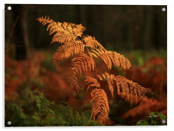  Autumn Fern Acrylic by Simon Johnson