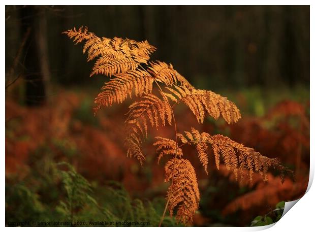  Autumn Fern Print by Simon Johnson