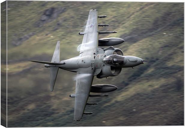 Harrier through the gap Canvas Print by Rory Trappe