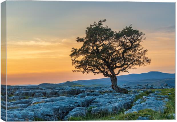 Winskill Stones in the Yorkshire Dales Canvas Print by Tony Keogh