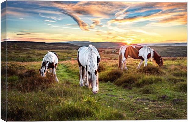 Horses Grazing on the Welsh Hills Canvas Print by Karl McCarthy