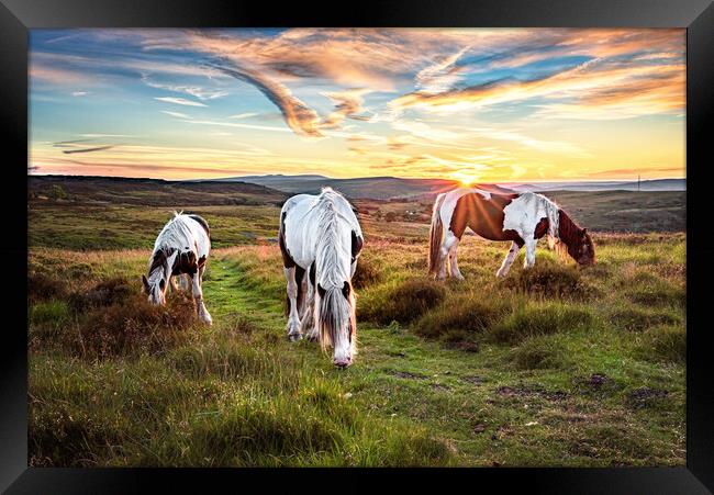 Horses Grazing on the Welsh Hills Framed Print by Karl McCarthy