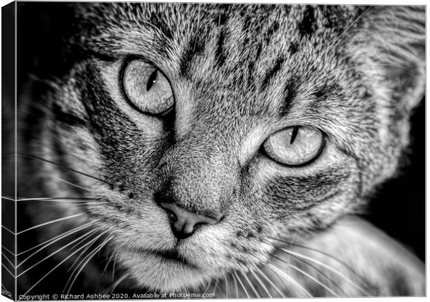 A close up of a cat looking at the camera Canvas Print by Richard Ashbee