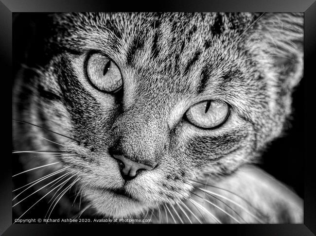 A close up of a cat looking at the camera Framed Print by Richard Ashbee