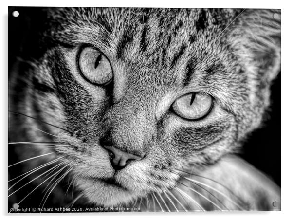 A close up of a cat looking at the camera Acrylic by Richard Ashbee