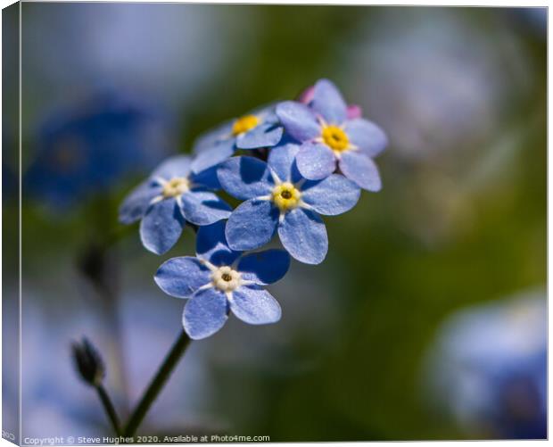 Forget-me-not macro Canvas Print by Steve Hughes