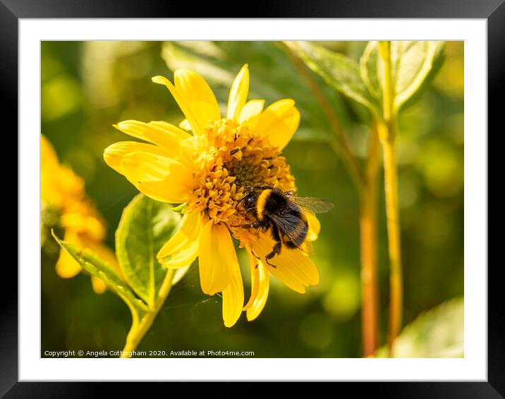 Bumblebee on a Helianthus flower Framed Mounted Print by Angela Cottingham