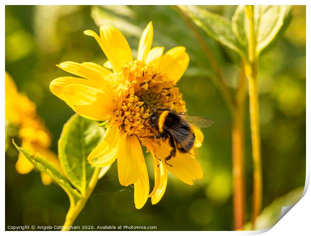 Bumblebee on a Helianthus flower Print by Angela Cottingham