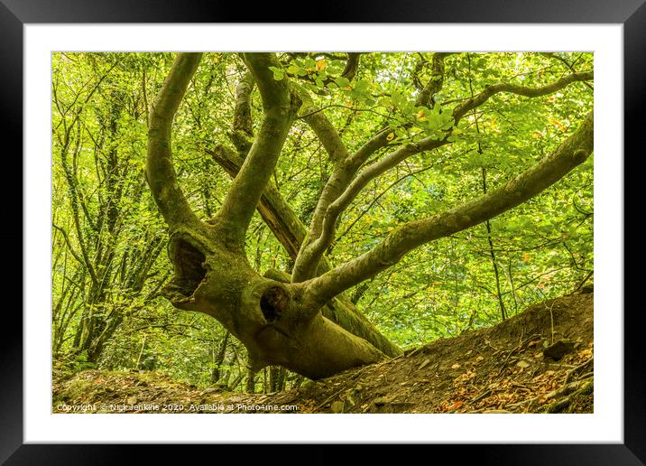 The Multi Antlered Tree Stag in October in the woo Framed Mounted Print by Nick Jenkins