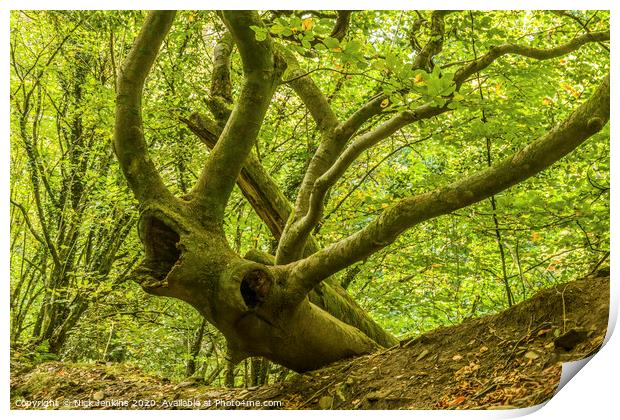 The Multi Antlered Tree Stag in October in the woo Print by Nick Jenkins