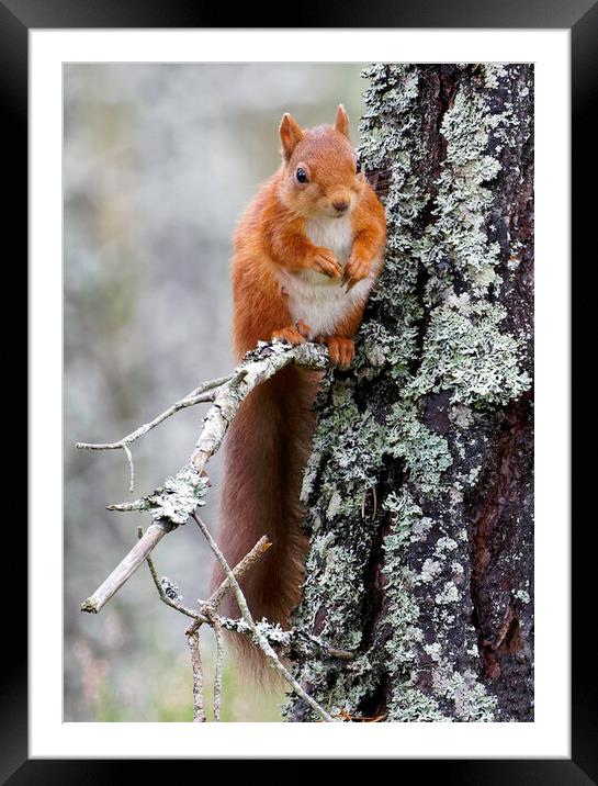 Cairngorm Red Squirrel Framed Mounted Print by Alan Simpson