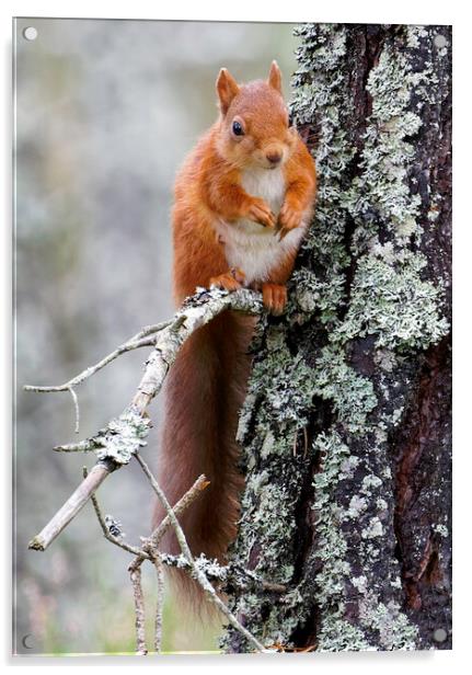 Cairngorm Red Squirrel Acrylic by Alan Simpson