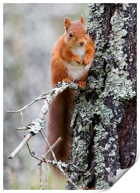 Cairngorm Red Squirrel Print by Alan Simpson