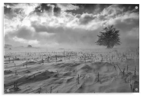 Tree in a blizzard - Blaenau Ffestiniog Acrylic by Rory Trappe