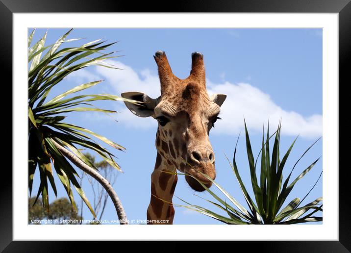 Majestic African Giraffe in Taronga Zoo Framed Mounted Print by Stephen Hamer