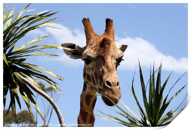 Majestic African Giraffe in Taronga Zoo Print by Stephen Hamer