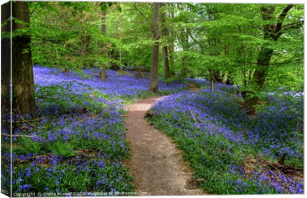 Bluebell Wood Chalkney Essex   Canvas Print by Diana Mower