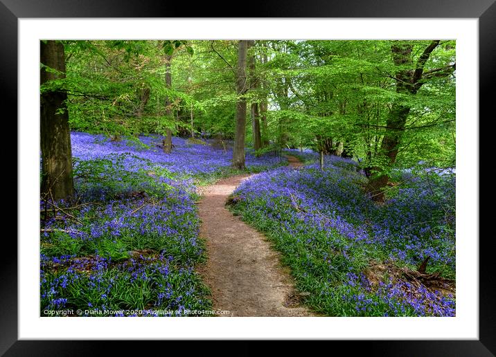 Bluebell Wood Chalkney Essex   Framed Mounted Print by Diana Mower