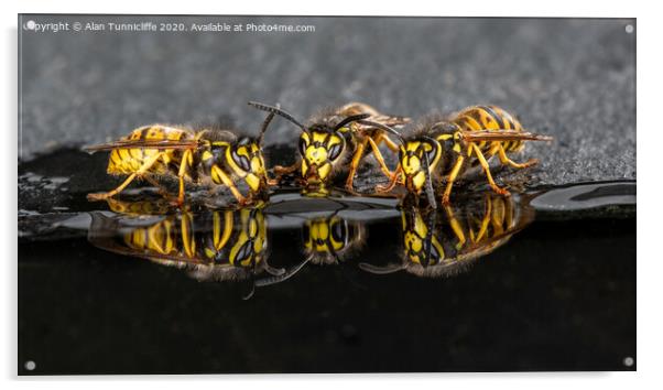 wasps drinking Acrylic by Alan Tunnicliffe