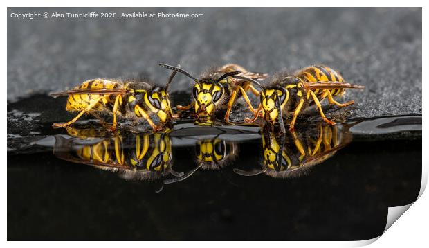 wasps drinking Print by Alan Tunnicliffe