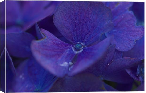 A Purple Blue Flower Bizzie Lizzie Canvas Print by JEAN FITZHUGH