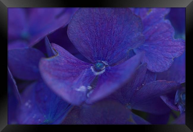 A Purple Blue Flower Bizzie Lizzie Framed Print by JEAN FITZHUGH