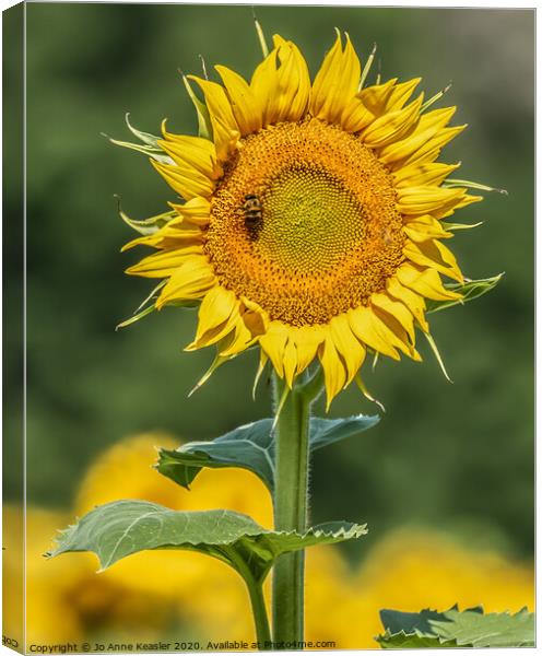 Sunflower and Bee Canvas Print by Jo Anne Keasler