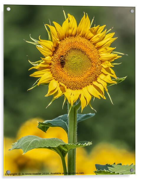 Sunflower and Bee Acrylic by Jo Anne Keasler