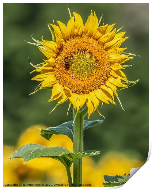 Sunflower and Bee Print by Jo Anne Keasler