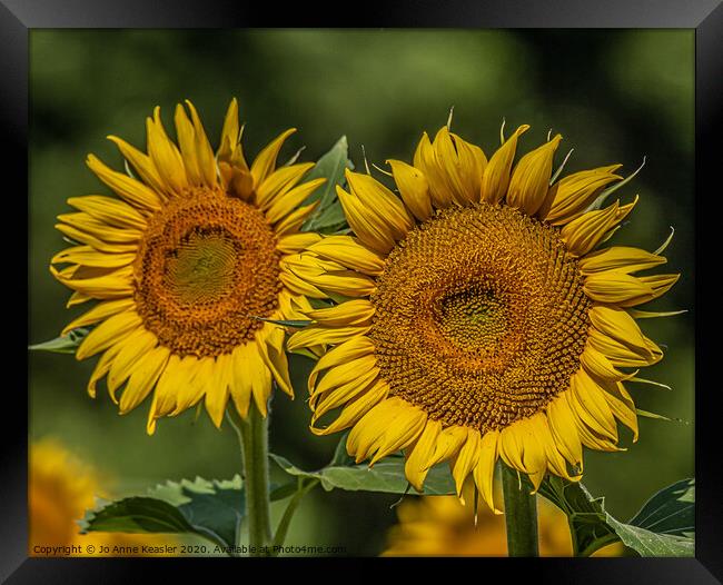 Double sunflowers Framed Print by Jo Anne Keasler