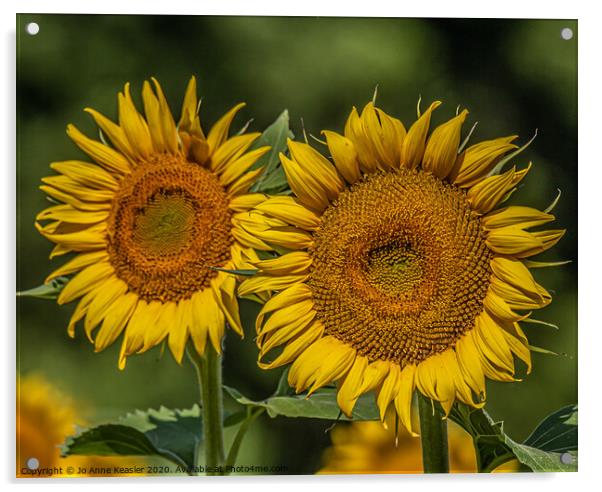 Double sunflowers Acrylic by Jo Anne Keasler