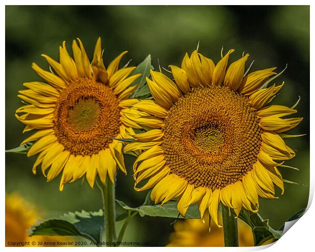 Double sunflowers Print by Jo Anne Keasler